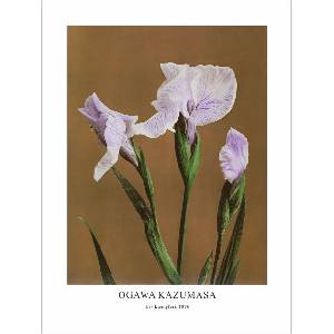  Принт Iris Kæmpferi, Огава Казумаса - репродукция (Print1072)