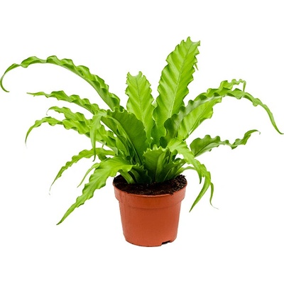 Asplenium Antiquum Osaka 12x30 cm
