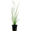 Cyperus helferi