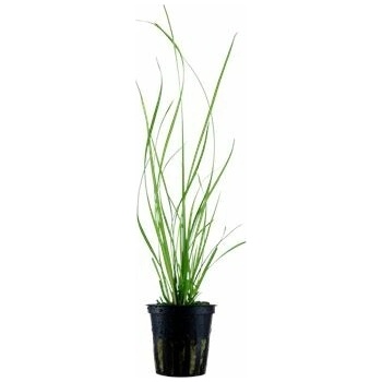 Cyperus helferi