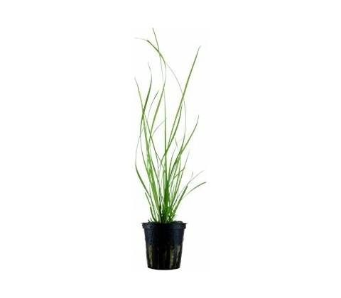 Cyperus helferi