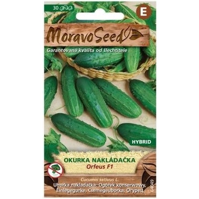 MoravoSeed CZ a.s. MoravoSeed Okurka nakládačka ORFEUS F1