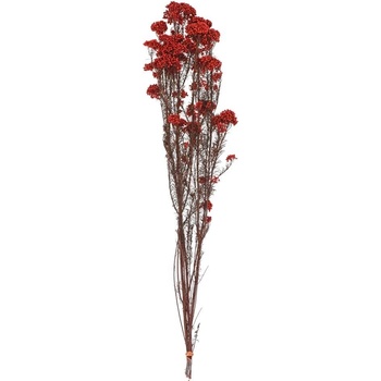 OZOTHAMNUS SUŠINA ČERVENÁ