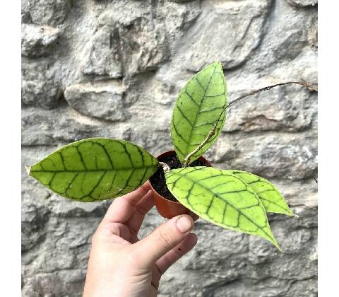 Hoya callistophylla