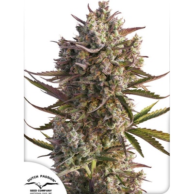 Dutch Passion AUTO Blueberry semena neobsahují THC 3 ks