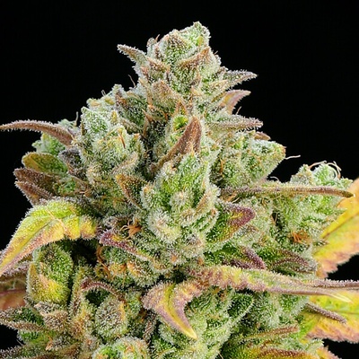 Anesia Seeds Honey Fried Bananas semienka neobsahujú THC 10 ks
