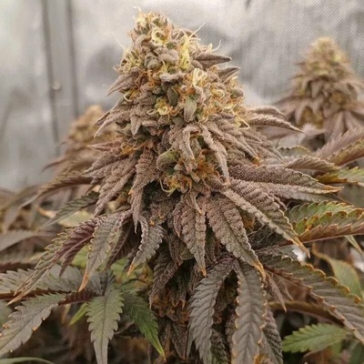 Fast Buds Papayton semena neobsahují THC 1 ks