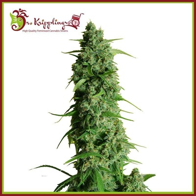 Dr. Krippling Seeds Guy's Girl Scout Cookies AUTO semena neobsahují THC 5 ks
