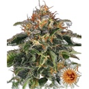 Barney's Farm Moby Dick semena neobsahují THC 3 ks