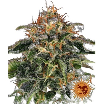 Barney's Farm Moby Dick semena neobsahují THC 3 ks