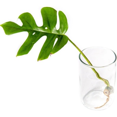 Gardners Monstera minima - řízek k zakořenění Monstera