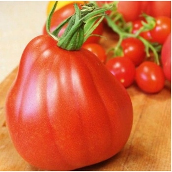 Paradajka Coure di Bue - Solanum lycopersicum - semená paradajky - 10 ks