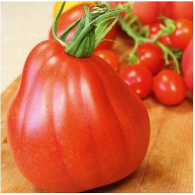 Paradajka Coure di Bue - Solanum lycopersicum - semená paradajky - 10 ks