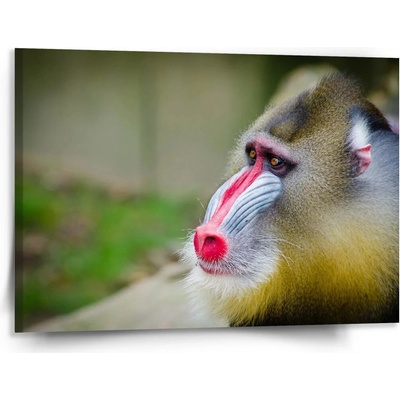 Sablio Obraz Mandril - 150x110 cm
