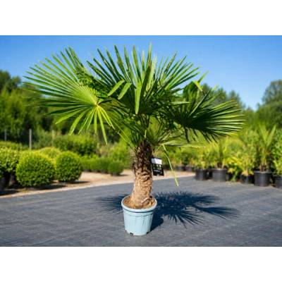 Trachycarpus fortunei (Palma konopná) - výška kmeňa 40-50 cm, celková výška 120-160 cm, kont. C20L/55L (-17°C)