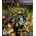 Dragons Crown