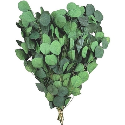 EUCALYPTUS POPULUS ROUND LEAF FOLIAGE ABSORBTION GREEN SLEEVE ( 150 g )