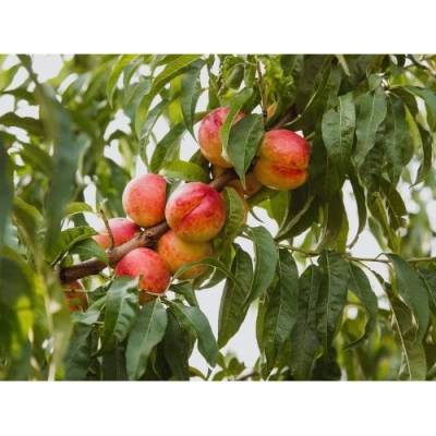 Nektárinka (Prunus nucipersica) ´CALDESI´ - stredne skorá, výška 150-180 cm, obvod kmeňa 4/6 cm, kont. C10L