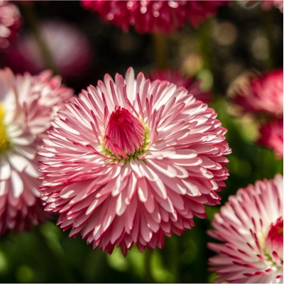 Sedmokráska Roggli ružová - Bellis perennis - semená sedmokrásky - 50 ks