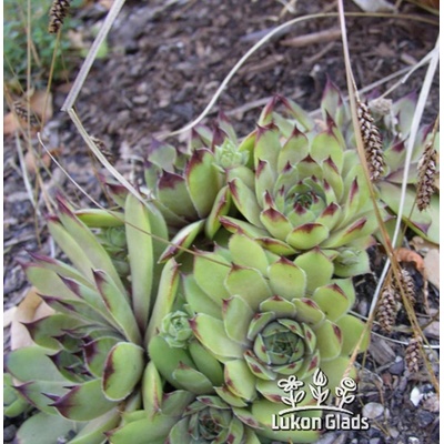 Sempervivum regine amalinschotti - netřesk