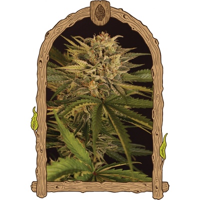Exotic Seeds Dr. Greenman Pure CBD semena neobsahují THC 3 ks