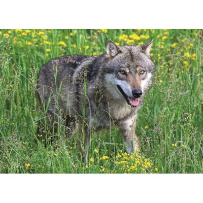 Ravensburger - Puzzle Fearless wolf - 1 000 piese