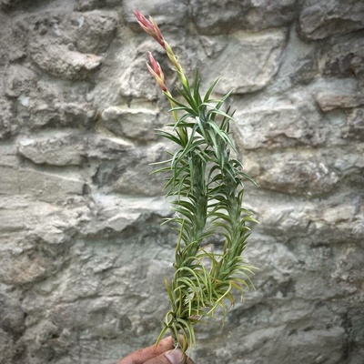 Tillandsia araujei