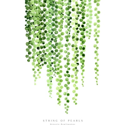 Plagát, Obraz - Watercolor string of pearls illustration, Blursbyai, 26.7 × 40 cm