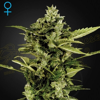 Green House Seed Auto-Bomb semienka neobsahujú THC 10 ks
