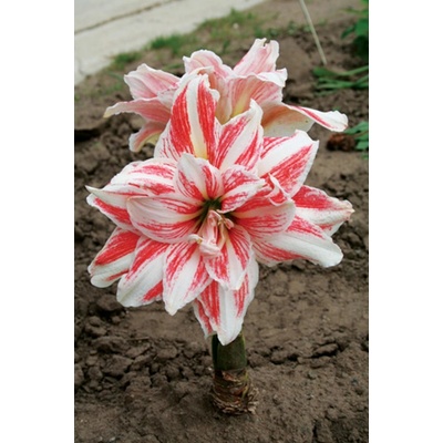 Amaryllis DANCING QUEEN hippeastrum hvězdník