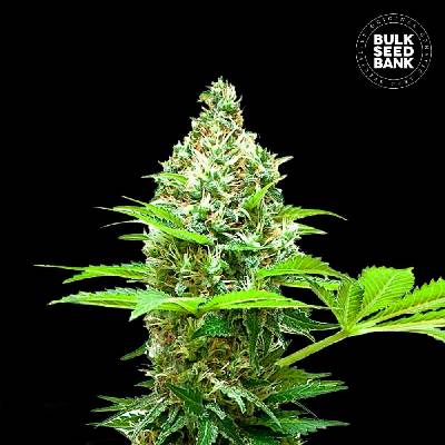 Bulk Seed Bank Sherbet Power semena neobsahují THC 10 ks
