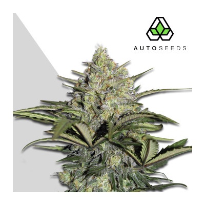 Auto Seeds Gorilla Glue AUTO semena neobsahují THC 5 ks