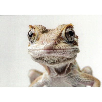 Pohlednice Ještěrka – Zboží Dáma