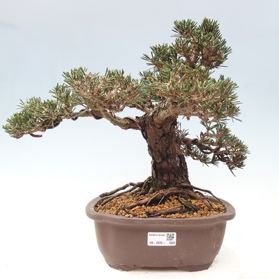 e-bonsai Venkovní bonsai - Pinus thunbergii Kotobuki - Borovice thunbergova