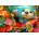 Alipson Puzzle - Puzzle Whimsical Waters - The Seeker - 1 000 piese