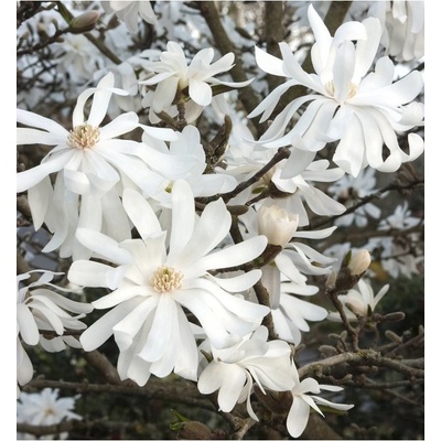 Magnolia stellata 'Royal Star' 40-60 C4L