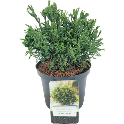 Chamaecyparis obtusa 'Brigitte' 20-25 C2,5L