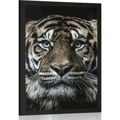 Plakát tygr - 60x90 no frame
