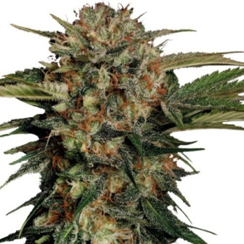 Serious Seeds Motavation regular semena neobsahují THC 11 ks