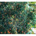 Nortene Мрежа срещу птици Nortene BIRDNET, 2 × 50 м
