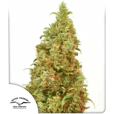 Dutch Passion THC-Victory semena neobsahují THC 5 ks