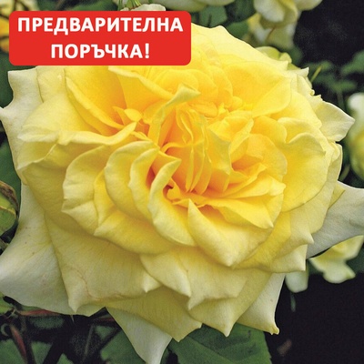 Kordes® Роза Sterntaler® - Kordes®