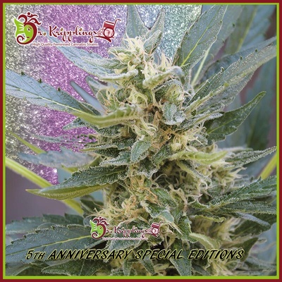 Dr. Krippling Seeds Jumping Jack Dash Auto semienka neobsahujú THC 1 ks