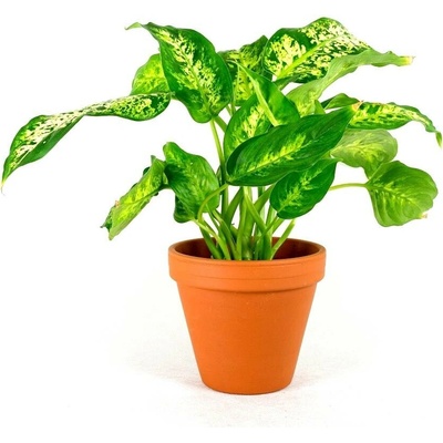 Gardners Dieffenbachia Compacta, průměr 12 cm Difenbachie, mramornatka