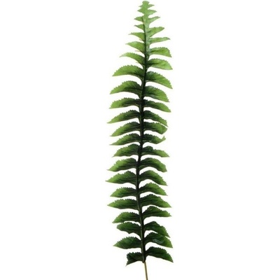 Papraď list - dl. 55 cm