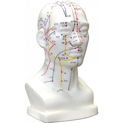 Hwato Akupunkturní model hlavy, 19 cm