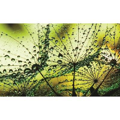 Postershop Fototapeta vliesováKapky deště 2 rozměry 104x152,5 cm