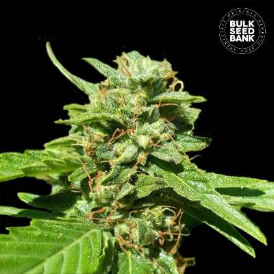 Bulk Seed Bank CBD Nepal Gold semena neobsahují THC 10 ks