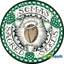 Soma Seeds Amnesia Haze regular semena neobsahují THC 10 ks