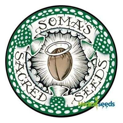 Soma Seeds Amnesia Haze regular semena neobsahují THC 10 ks